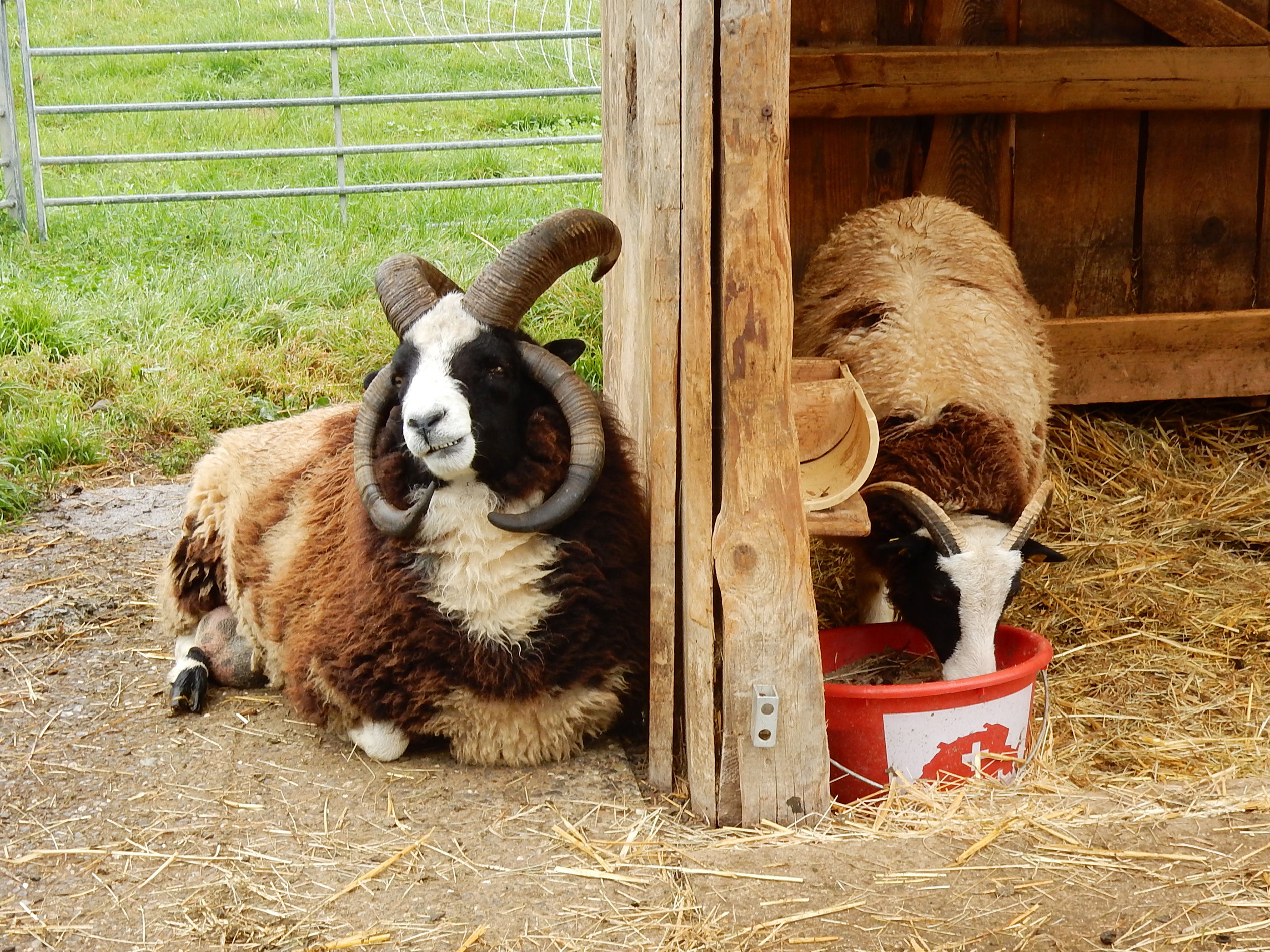 Ausflug zum Spycherhof mit Schaukarderei in Huttwil