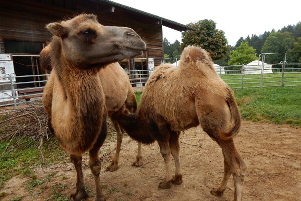 Ausflug zum Spycherhof mit Schaukarderei in Huttwil
